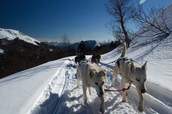 Athabaska Dogsledding - Scuola di Sleddog